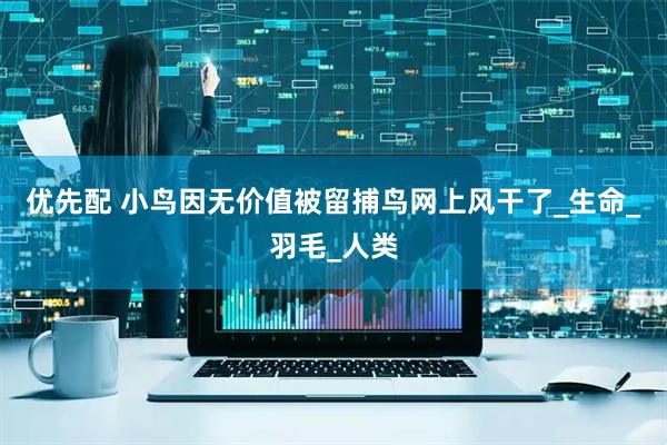 优先配 小鸟因无价值被留捕鸟网上风干了_生命_羽毛_人类